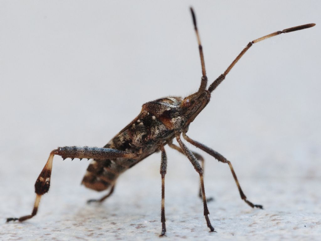 Leptglossus occidentalis?